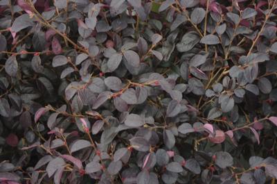 Loropetalum chinensis Ever Red