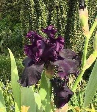 Iris germanica Superstition