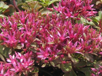 Sedum Spurium Dragon S Blood Stonecrop From Pleasant Run Nursery