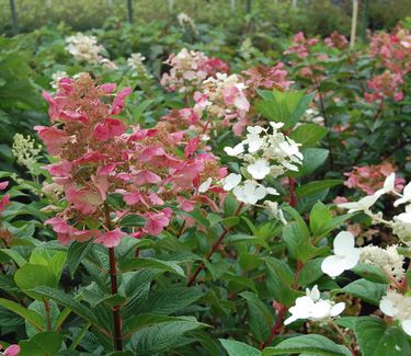 Hydrangea paniculata Quick Fire™ ('Bulk')- Fall