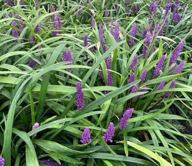 Liriope muscari 'Royal Purple' - Lily-turf from Pleasant Run Nursery