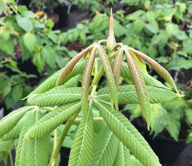 Aesculus x neglecta Erythroblastos
