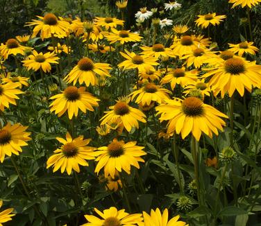 Echinacea x Leilani 