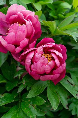 Paeonia x Itoh 'Yankee Doodle Dandy' - Photo Courtesy of DeVroomen