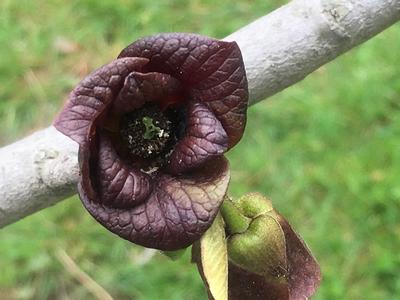 Asimina triloba Overleese