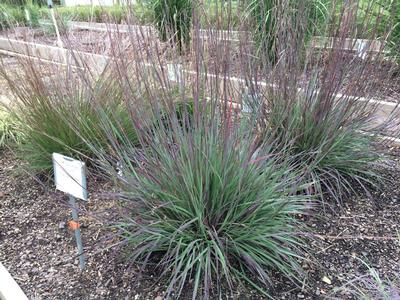 Schizachyrium scoparium Smoke Signal (Walters Gardens)