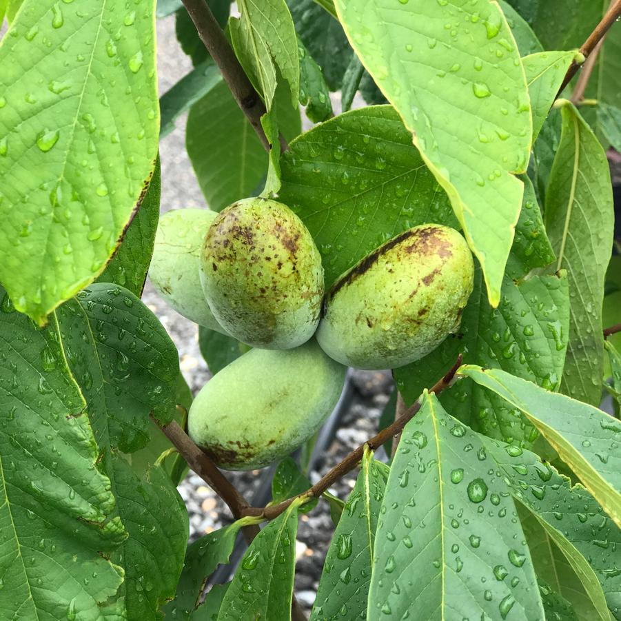 Asimina triloba 'Wilson' - Pawpaw from Pleasant Run Nursery