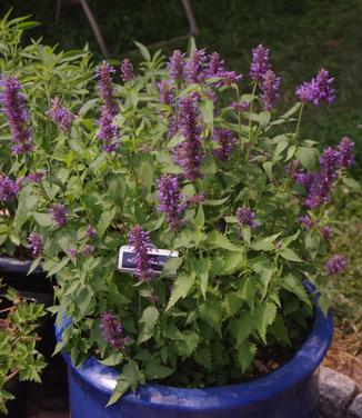 Agastache x Blue Boa (@ Northcreek)