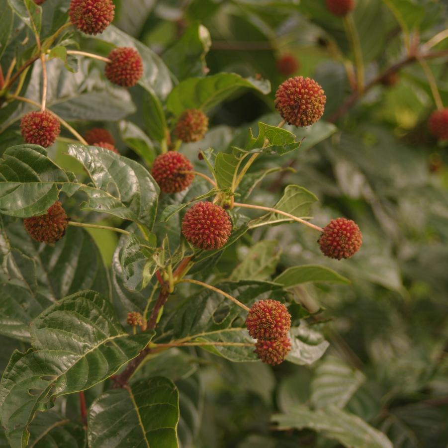 Cephalanthus occidentalis Sugar Shack