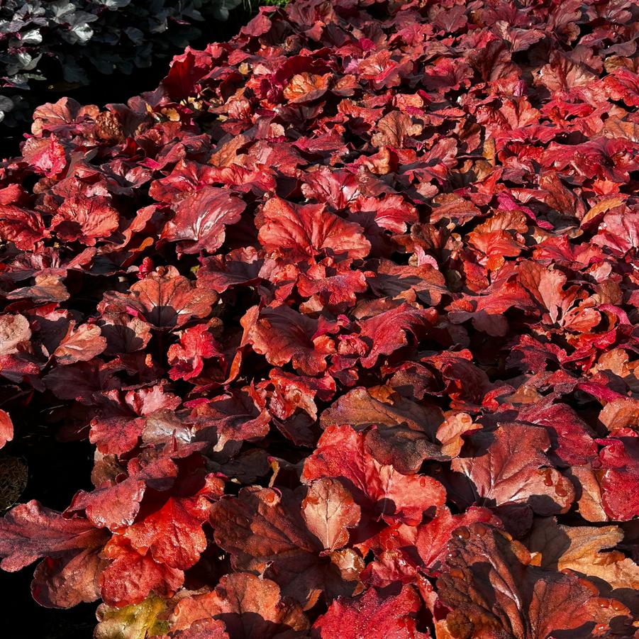Heuchera x 'Fire Alarm' - Coral Bells - Alum Root from Pleasant Run Nursery
