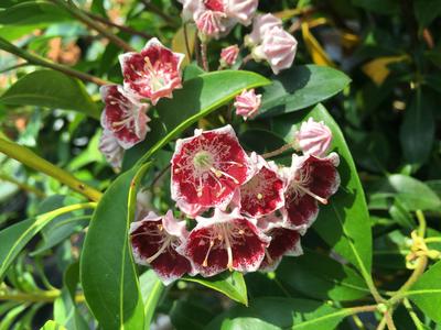 Kalmia latifolia 'Bullseye'