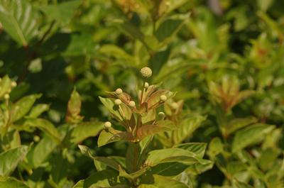 Cephalanthus occidentalis 