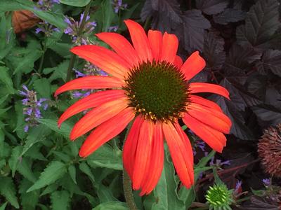  Echinacea x Tomato Soup