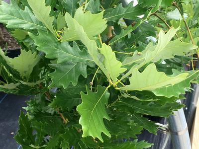 Quercus x Kindred Spirit