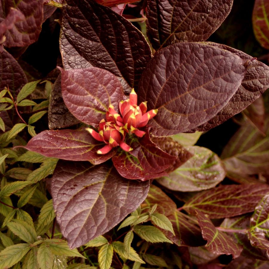 Calycanthus floridus Burgundy Spice
