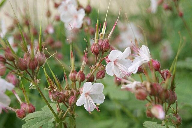 Geranium macrorrhizum 'Spessart' - Bigroot Cranesbill 