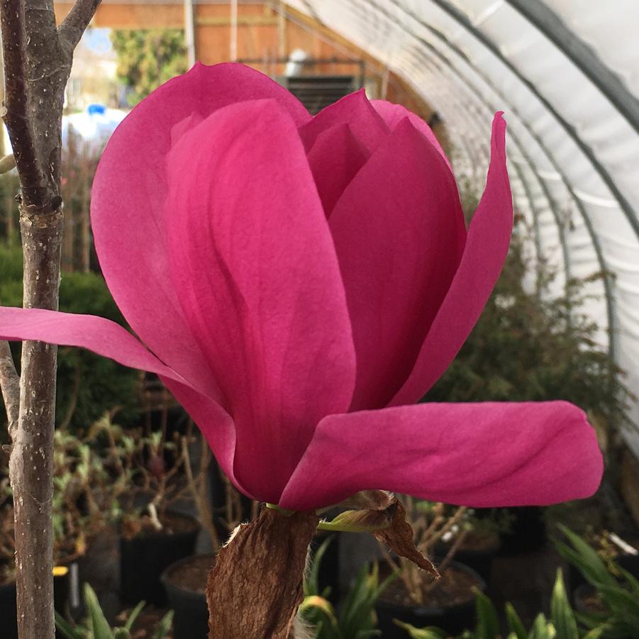 Magnolia x 'Royal Purple' - Magnolia from Pleasant Run Nursery