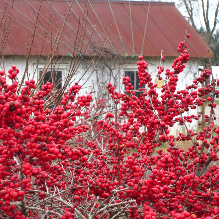 Ilex verticillata 'Red Sprite' - Winterberry