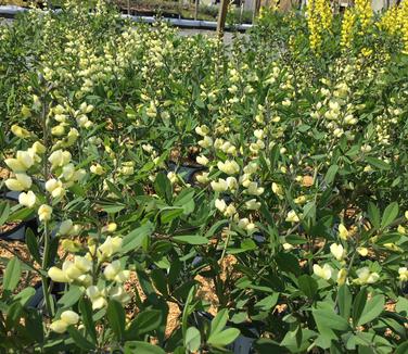 Baptisia x Decadence 'Vanilla Cream''
