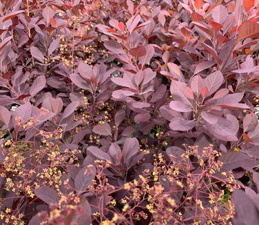 Cotinus coggygria 'Winecraft Black' - Smokebush from Pleasant Run Nursery