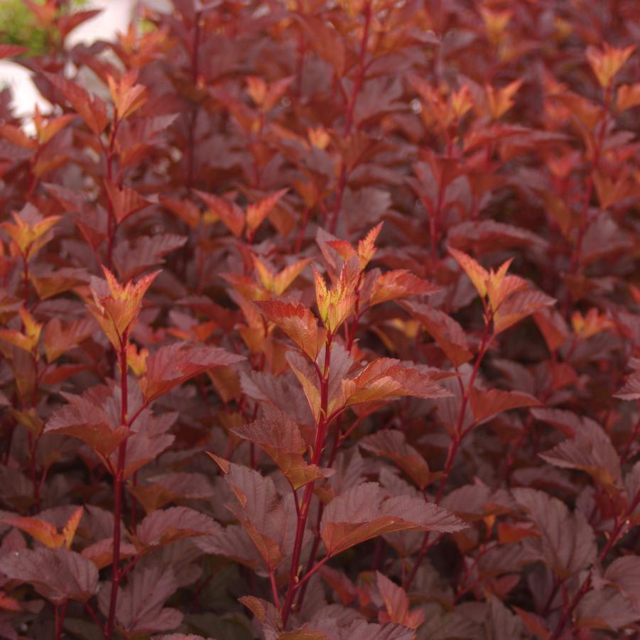 Physocarpus opulifolius Ginger Wine