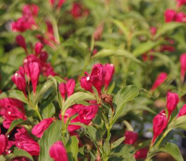 Weigela florida Sonic Bloom? 'Red'