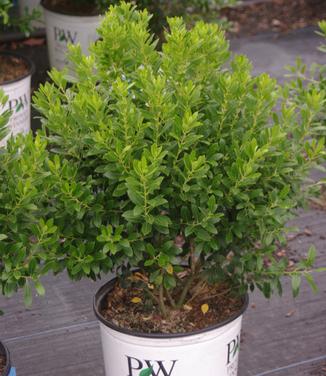 Ilex glabra Strongbox (Photo Spring Meadow Nursery)