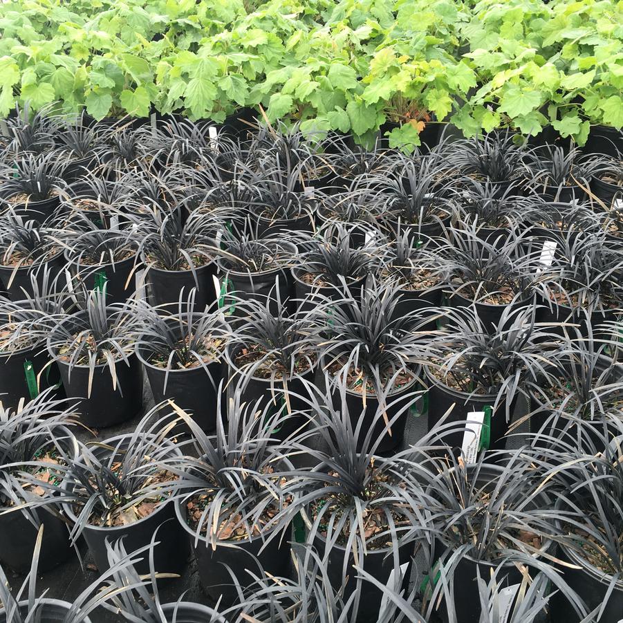 Ophiopogon planiscapus 'Nigrescens' - Mondo Grass from Pleasant Run Nursery
