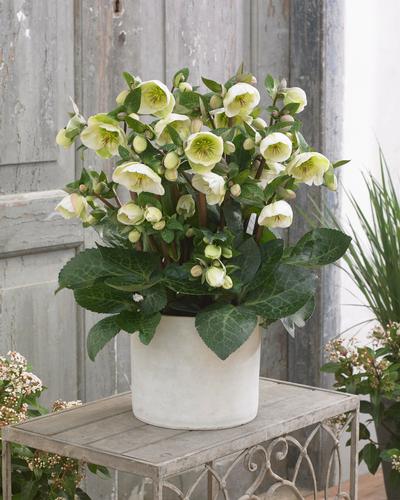 Helleborus x Frostkiss Moondance (Pacific Plug)