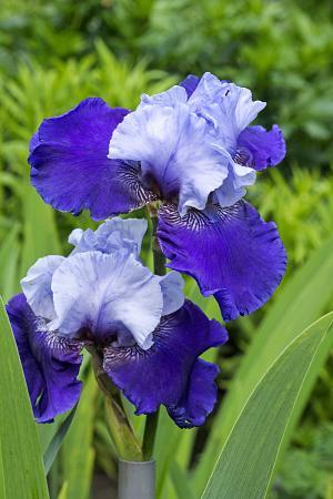 Iris germanica 'Best Bet' - German Bearded Iris Photo Credit: DeVroomen