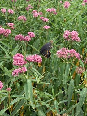 Asclepias incarnata Soulmate Swamp Milkweed from Pleasant Run Nursery