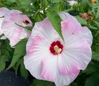 Hibiscus x Summerific Ballet Slippers - Common Mallow from Pleasant Run Nursery