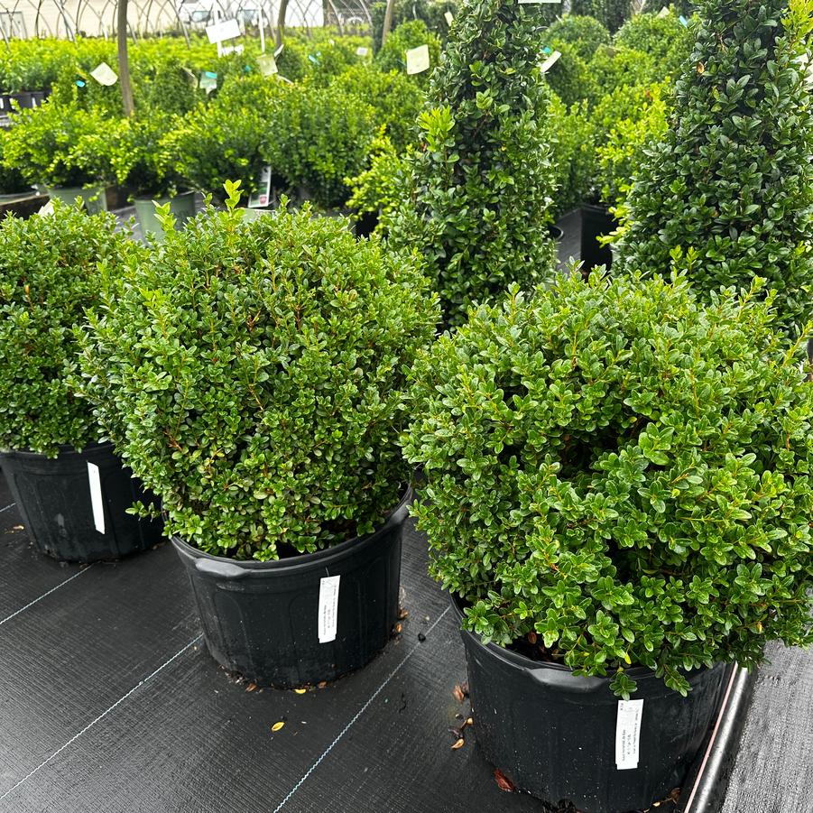 Buxus microphylla 'Little Missy' - Little Leaf Boxwood from Pleasant Run Nursery