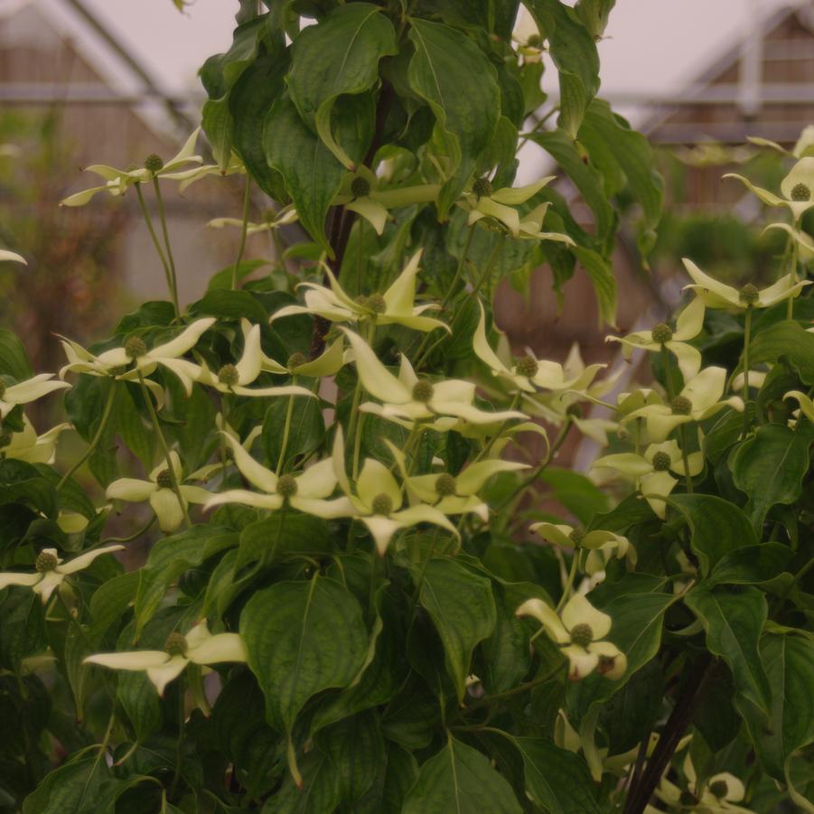 Cornus kousa 'Snow Tower' - Kousa Dogwood from Pleasant Run Nursery