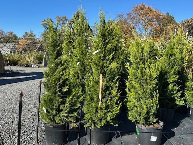 Juniperus virginiana var. silicicola Brodie