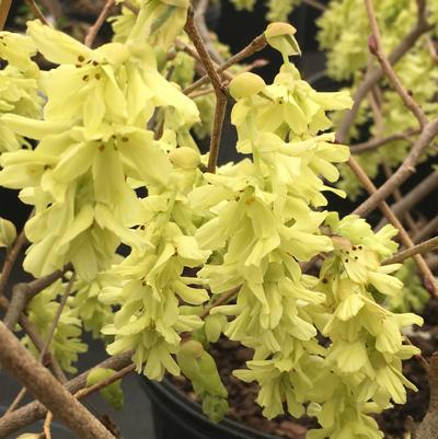 Corylopsis glabrescens Longwood Chimes