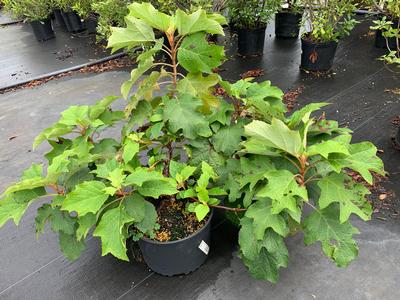 Hydrangea quercifolia 'Sikes Dwarf' - Oakleaf Hydrangea from Pleasant Run Nursery
