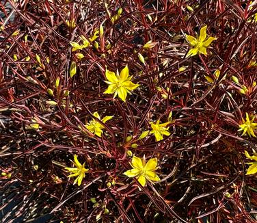 Lysimachia lanceolata var. purpurea - Lance-leaved Loosestrife from Pleasant Run Nursery