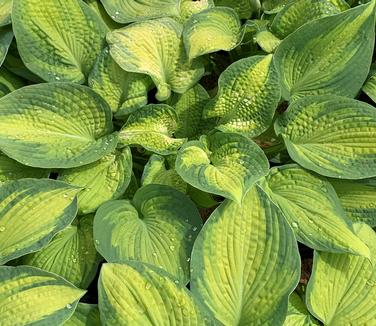 Hosta 'Brother Stefan'