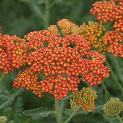 Achillea millefolium Sassy Summer Sunset Yarrow from Pleasant Run Nursery