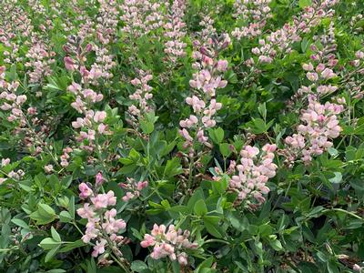 Baptisia x 'Decadence Pink Truffles - False Indigo from Pleasant Run Nursery