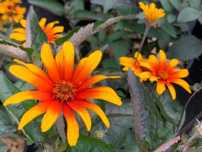 Heliopsis helianthoides var. scabra Burning Hearts 