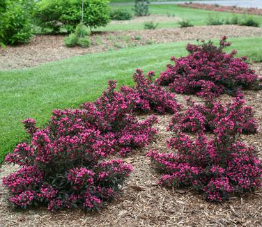 Weigela florida Spilled Wine® (Photo: Proven Winners)