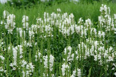 Physostegia virginiana Miss Manners Obedient Plant from Pleasant Run ...