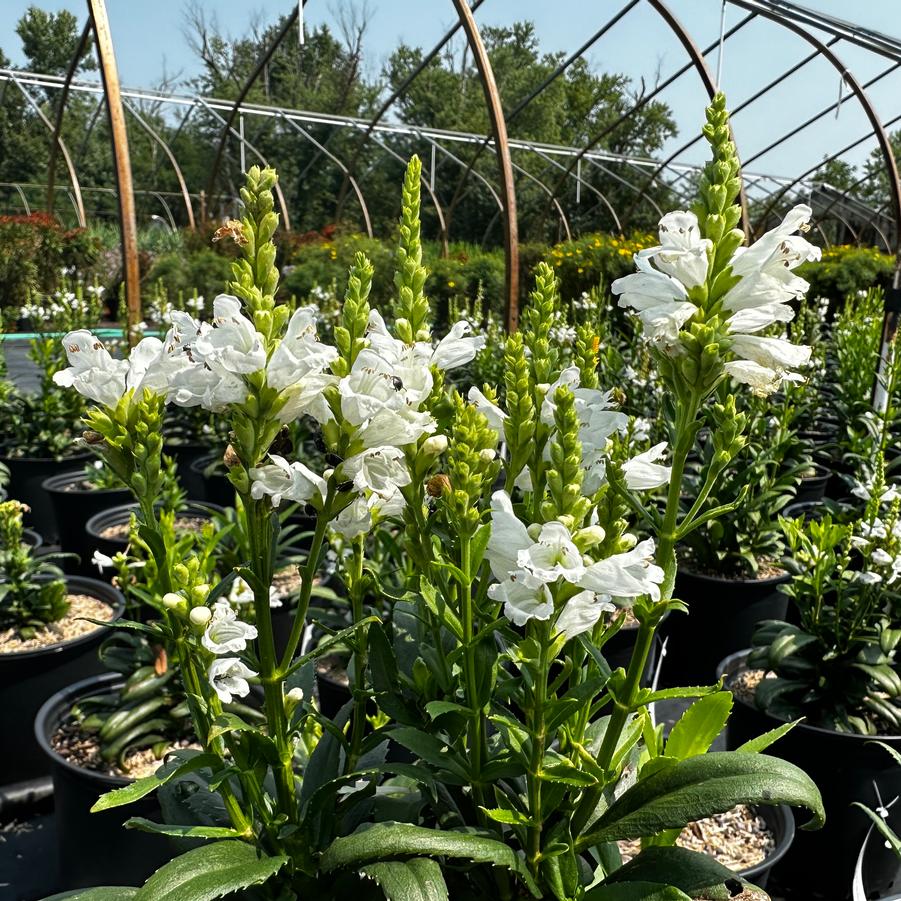 Physostegia virginiana Miss Manners - Miss Manners Obedient 