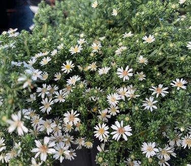 Aster ericoides 'Snow Flurry' - White Heath Aster from Pleasant Run Nursery