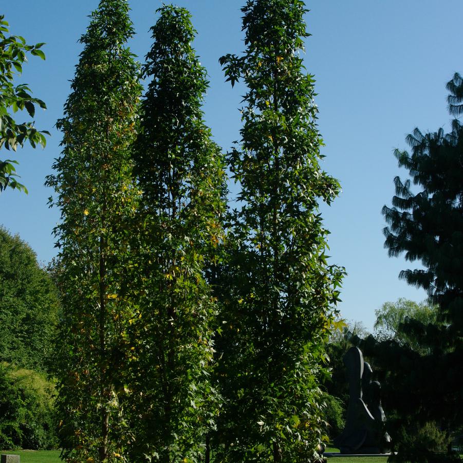 Liquidambar styraciflua 'Slender Silhouette'