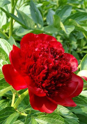 Paeonia 'Red Charm' - Photo Courtesy of DeVroomen
