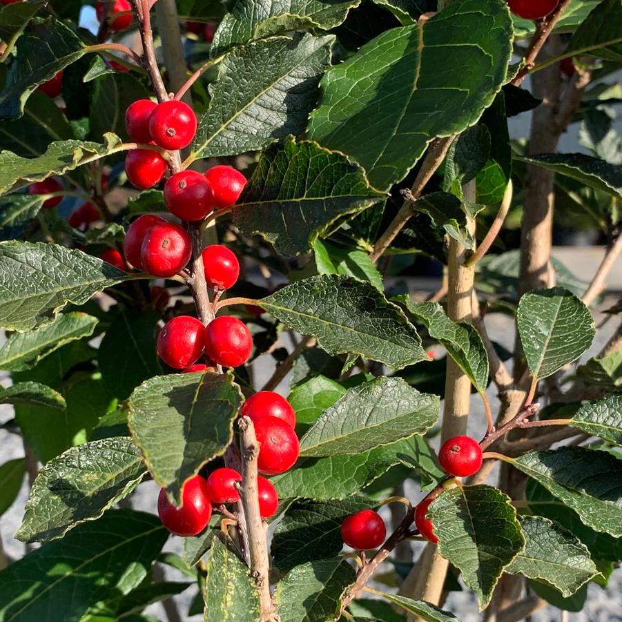 Ilex verticillata Wildfire - Winterberry Holly (Photo Bailey's Nursery)