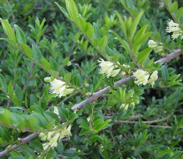 Image of A Lonicera pileata plant in summer